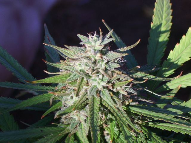 DSCI7562
