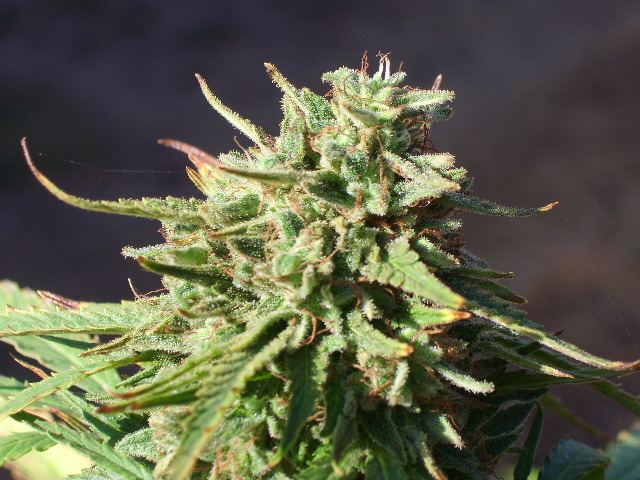 DSCI7566