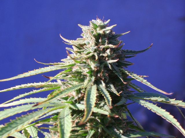 DSCI7567