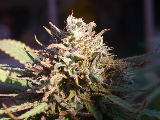 DSCI7824