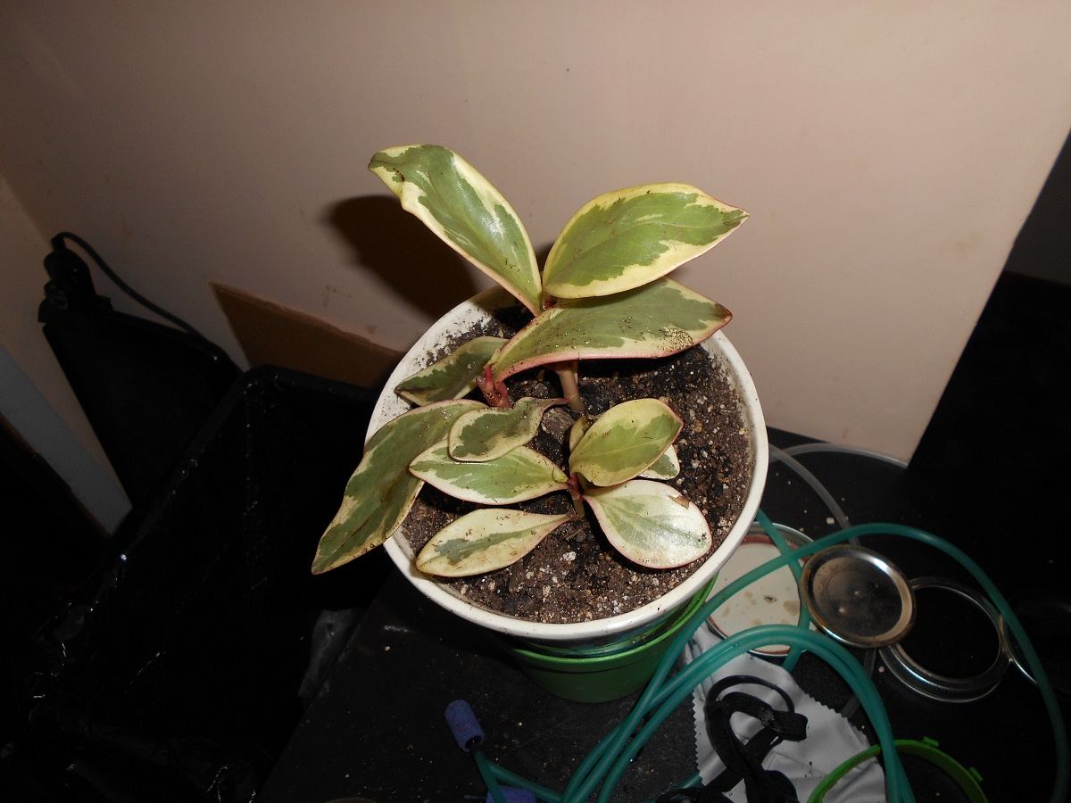 DSCN0051