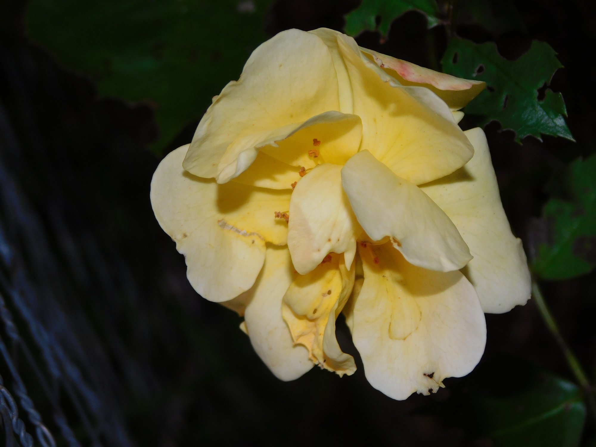 DSCN0086