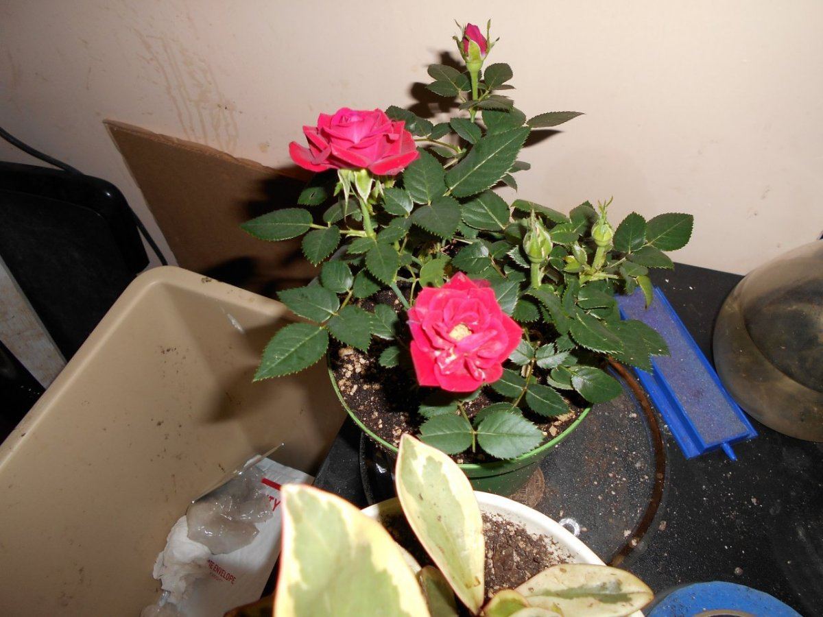DSCN0101