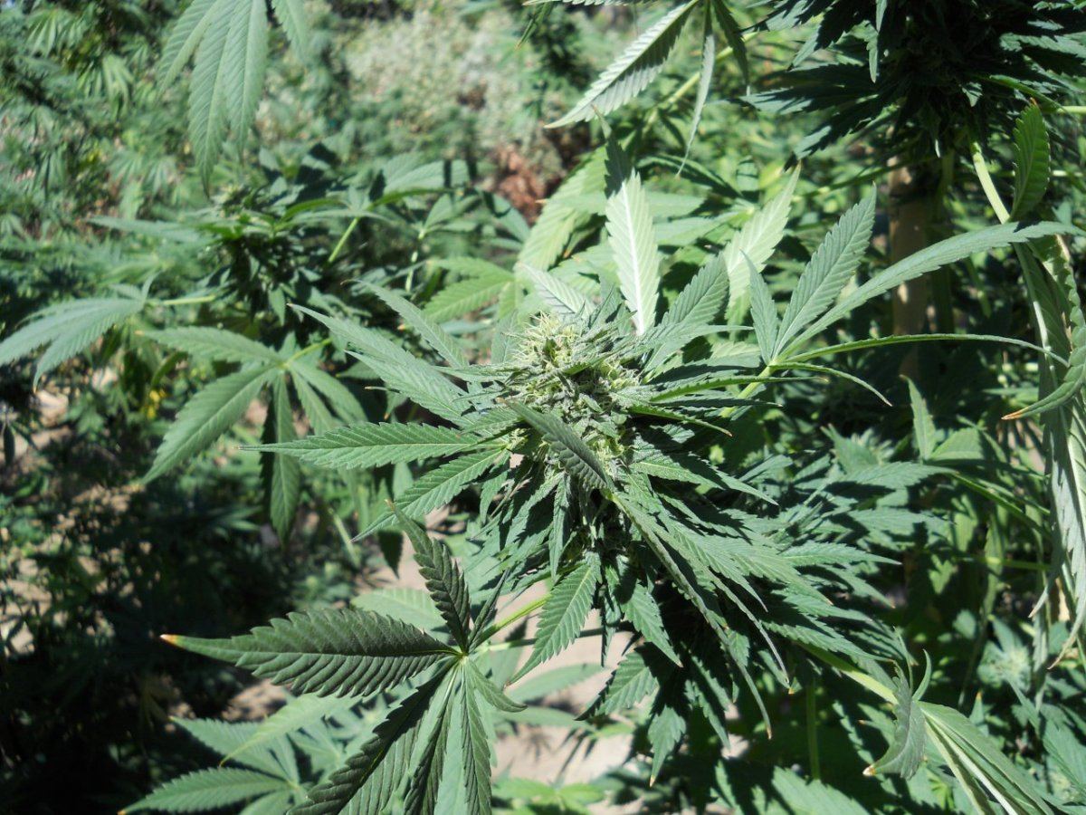 DSCN0204