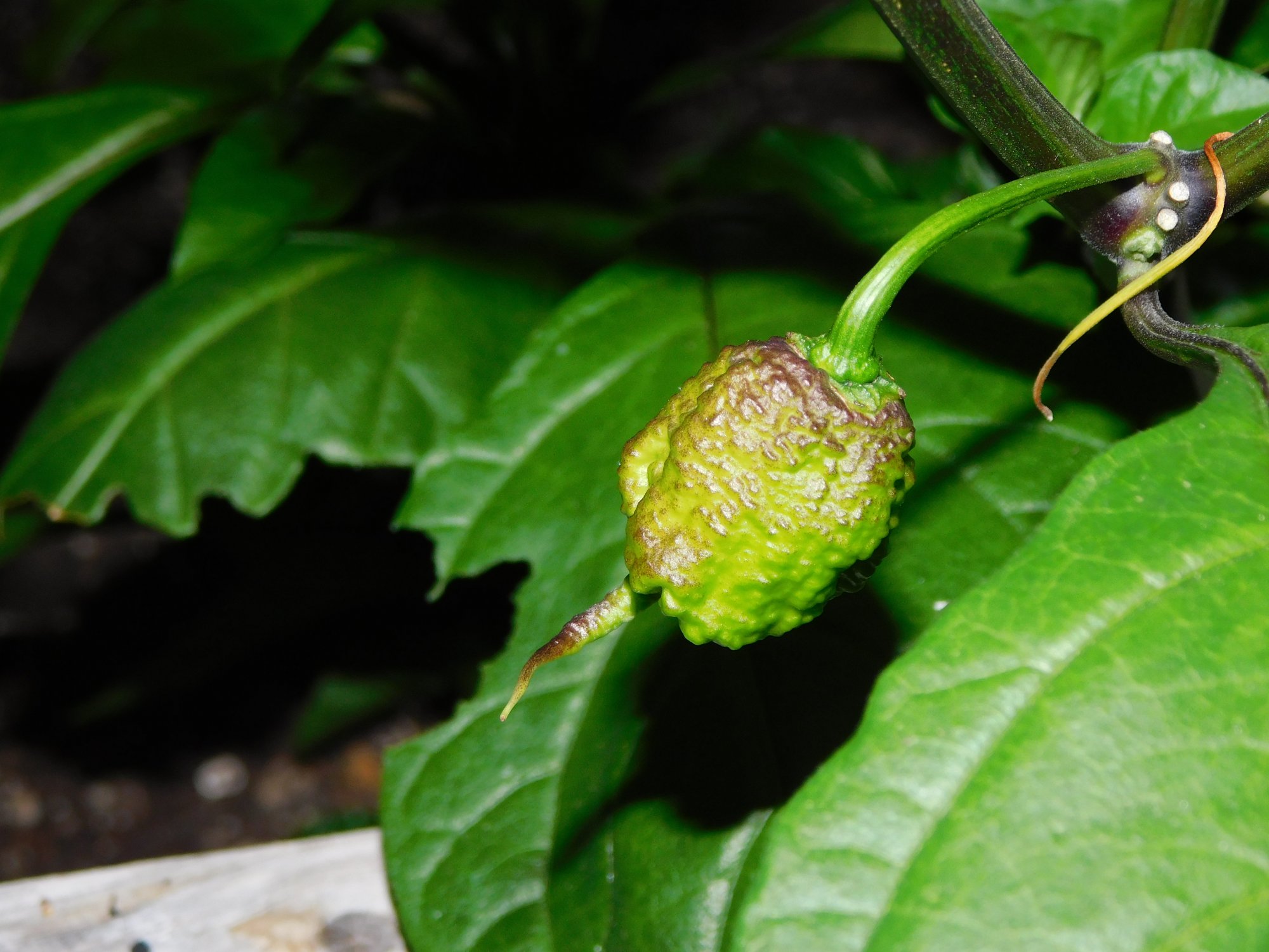 DSCN0252