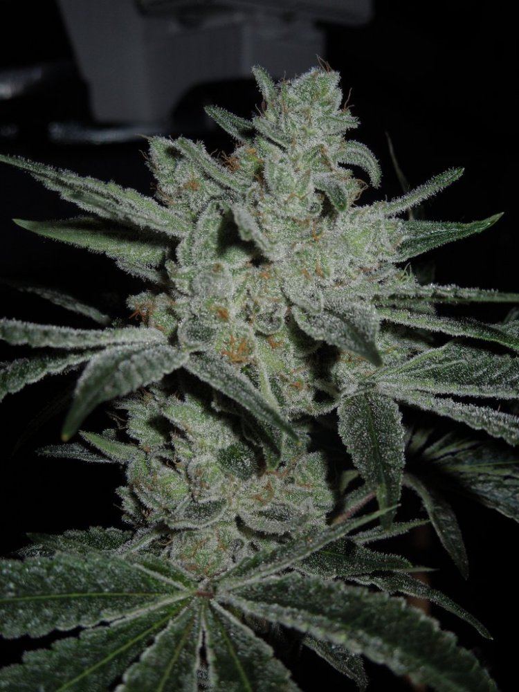 DSCN0253