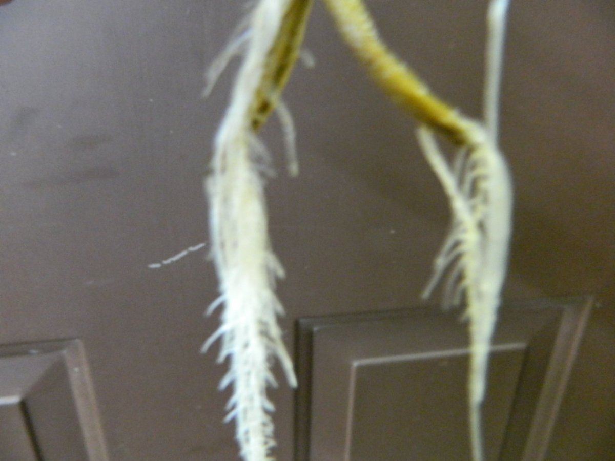 DSCN0254