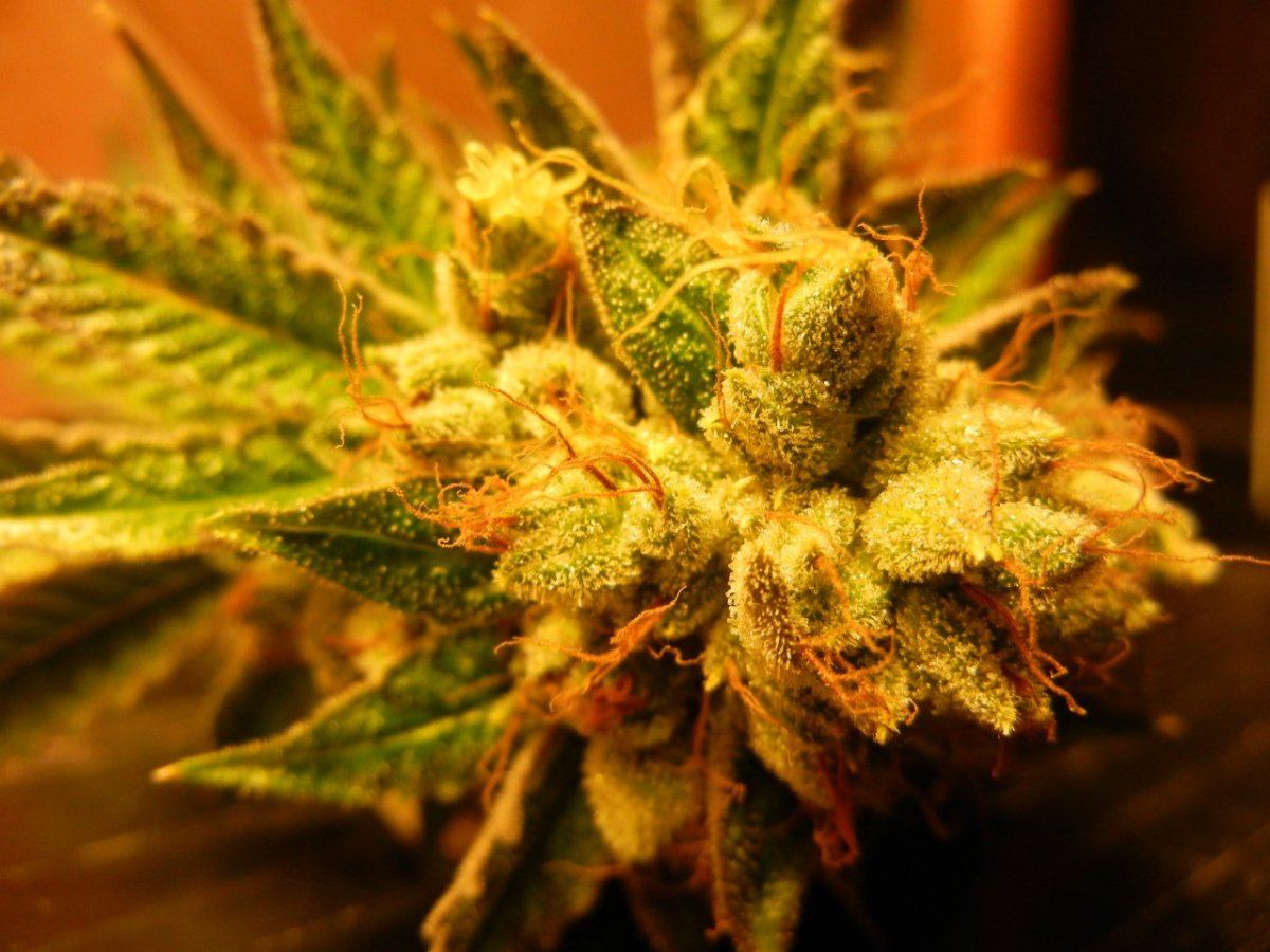 DSCN0254