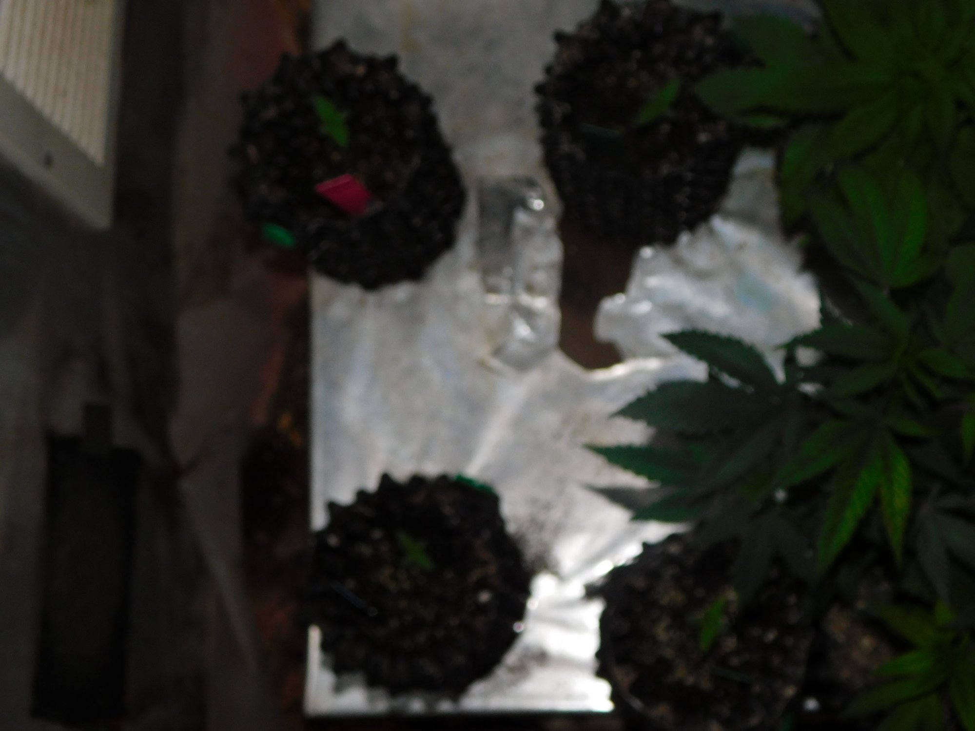 DSCN0516