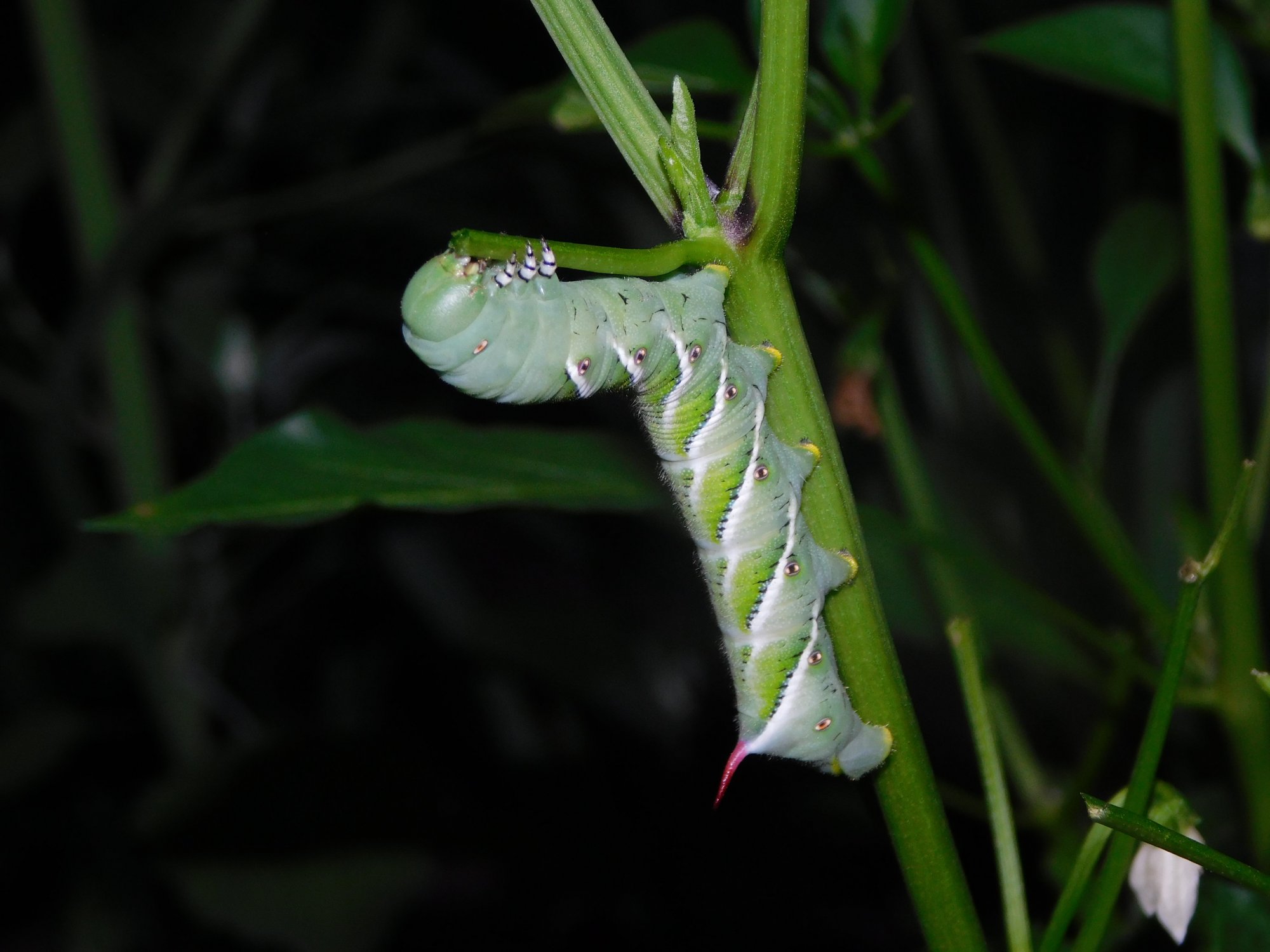 DSCN0554