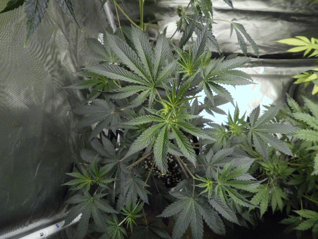 DSCN1185