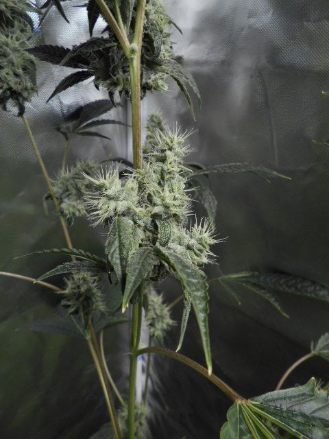 DSCN1247