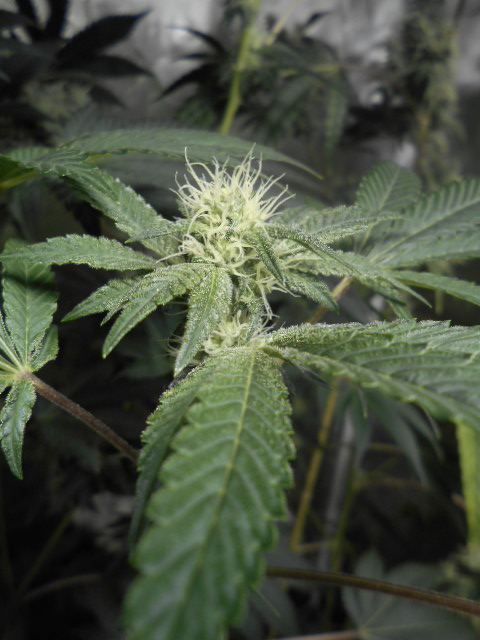 DSCN1284