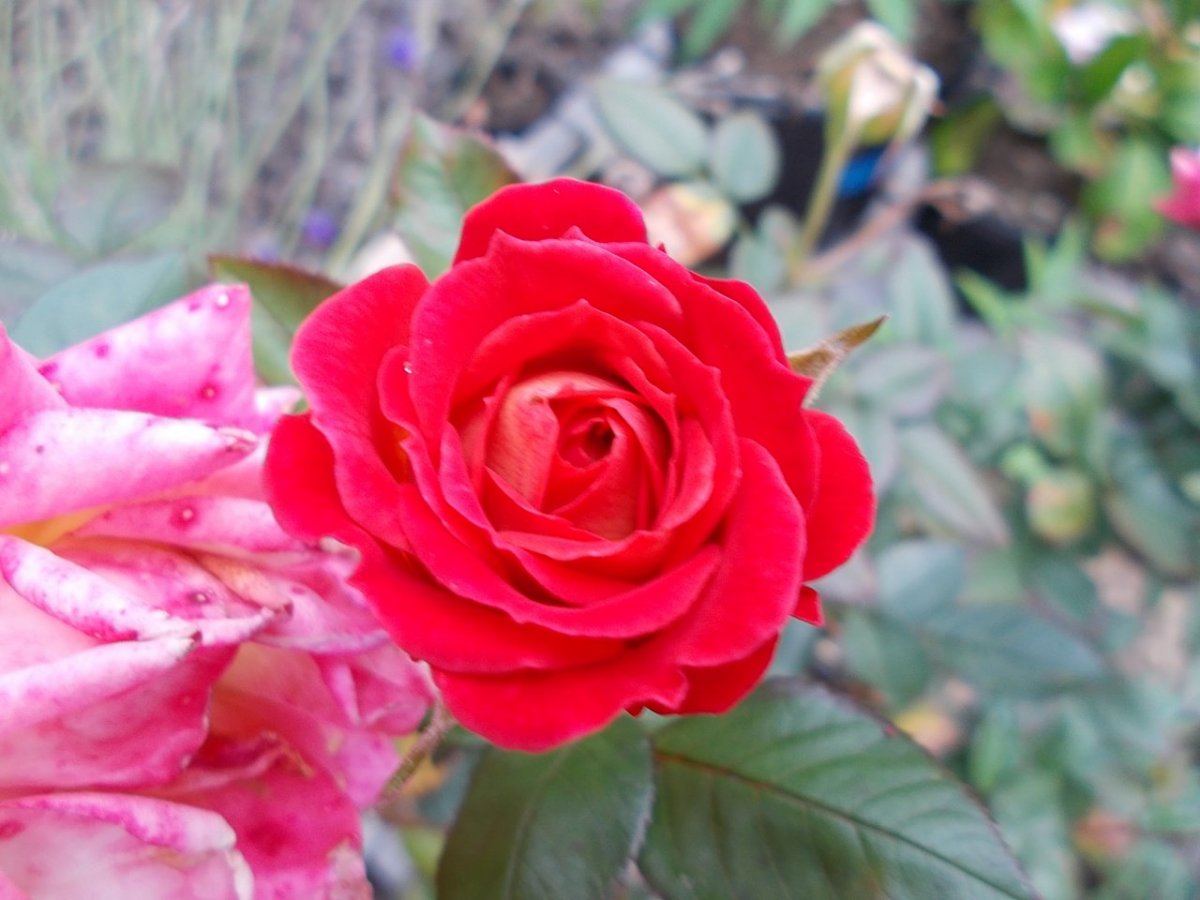 DSCN1287