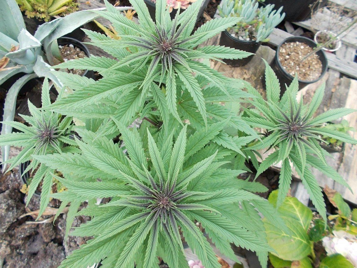 DSCN1292