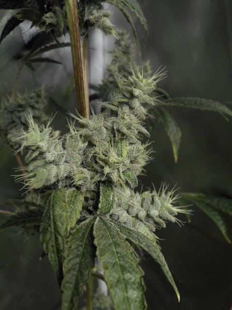 DSCN1309