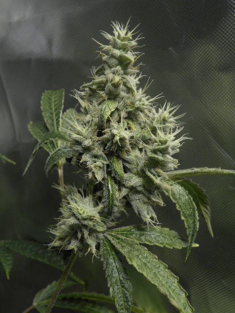 DSCN1312