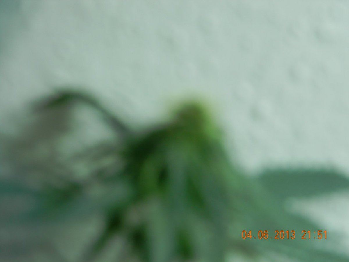 DSCN1392