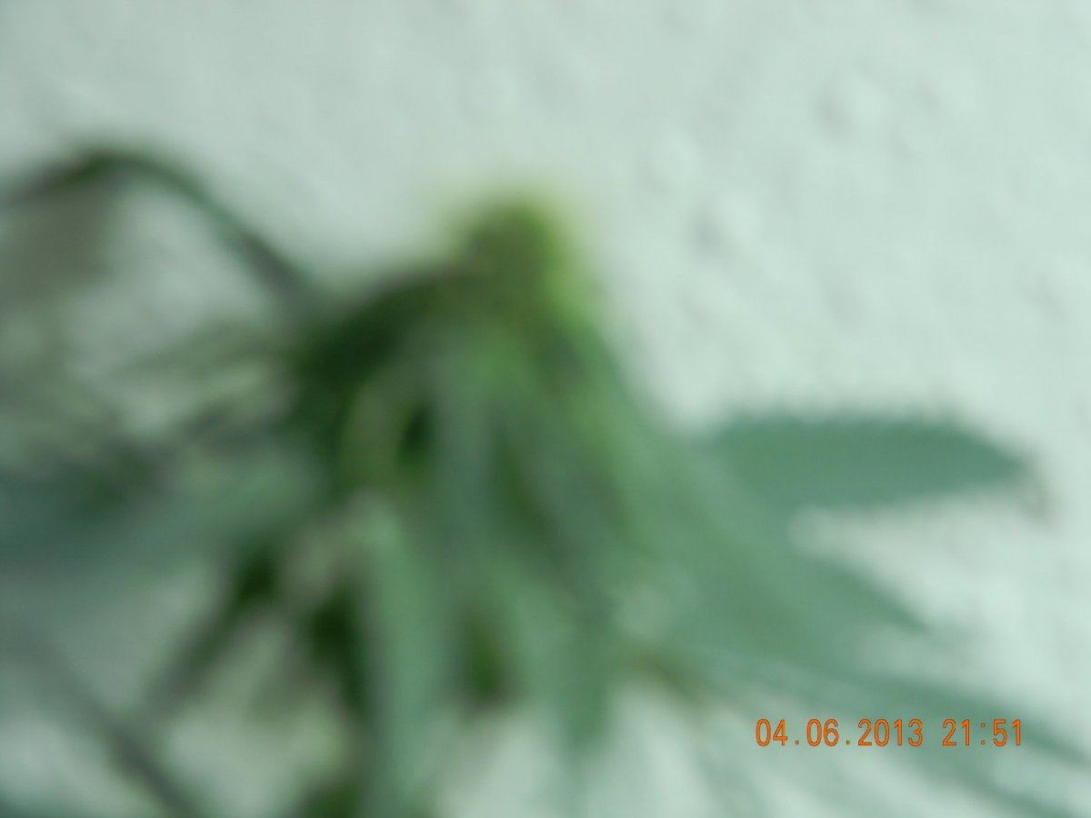 DSCN1393