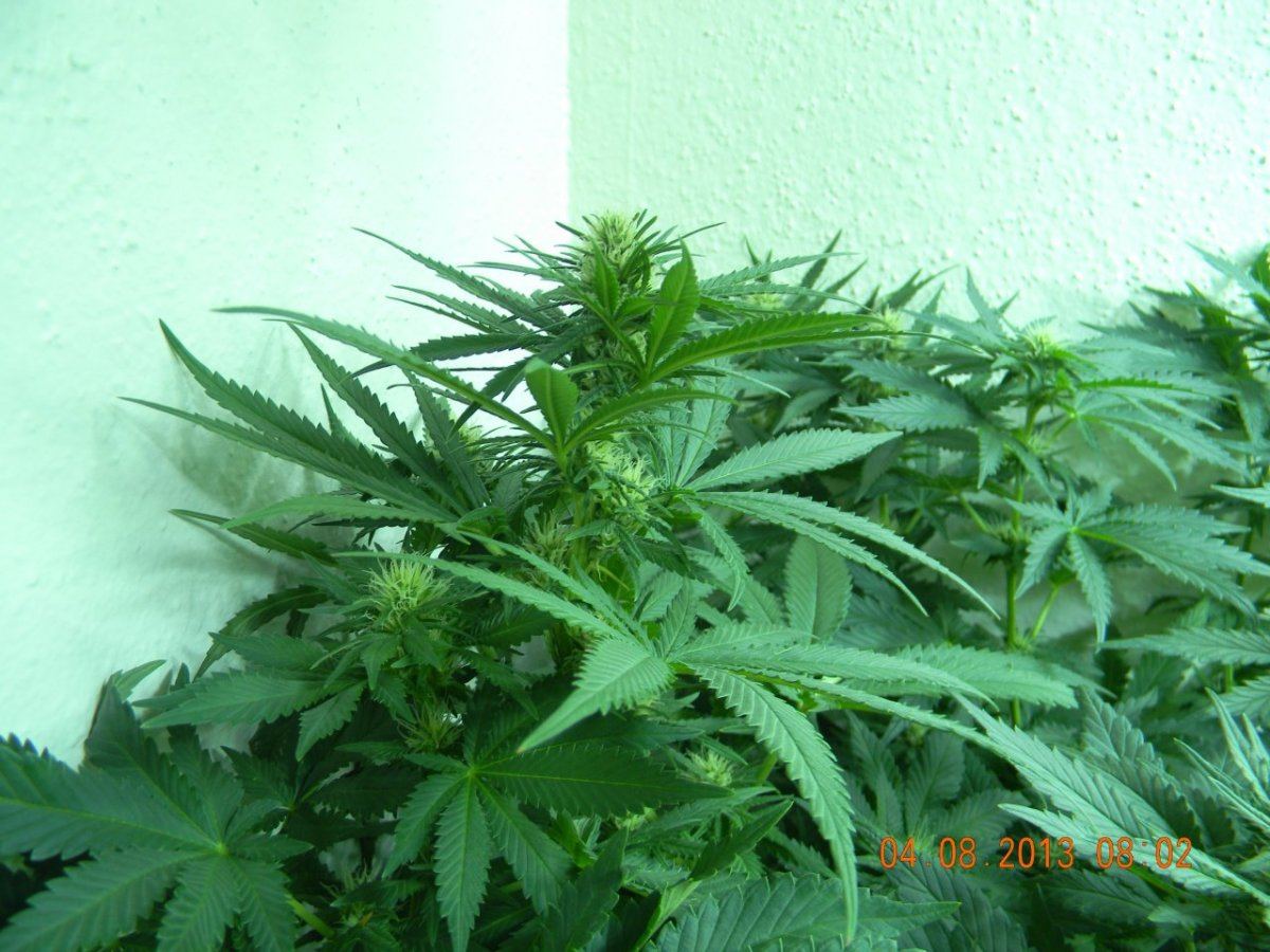 DSCN1404