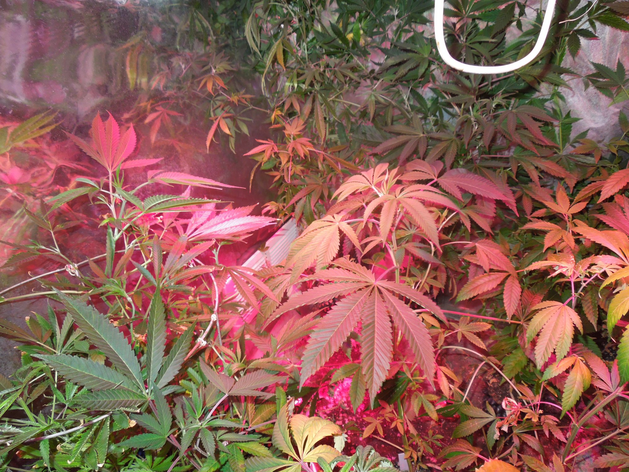 DSCN1406