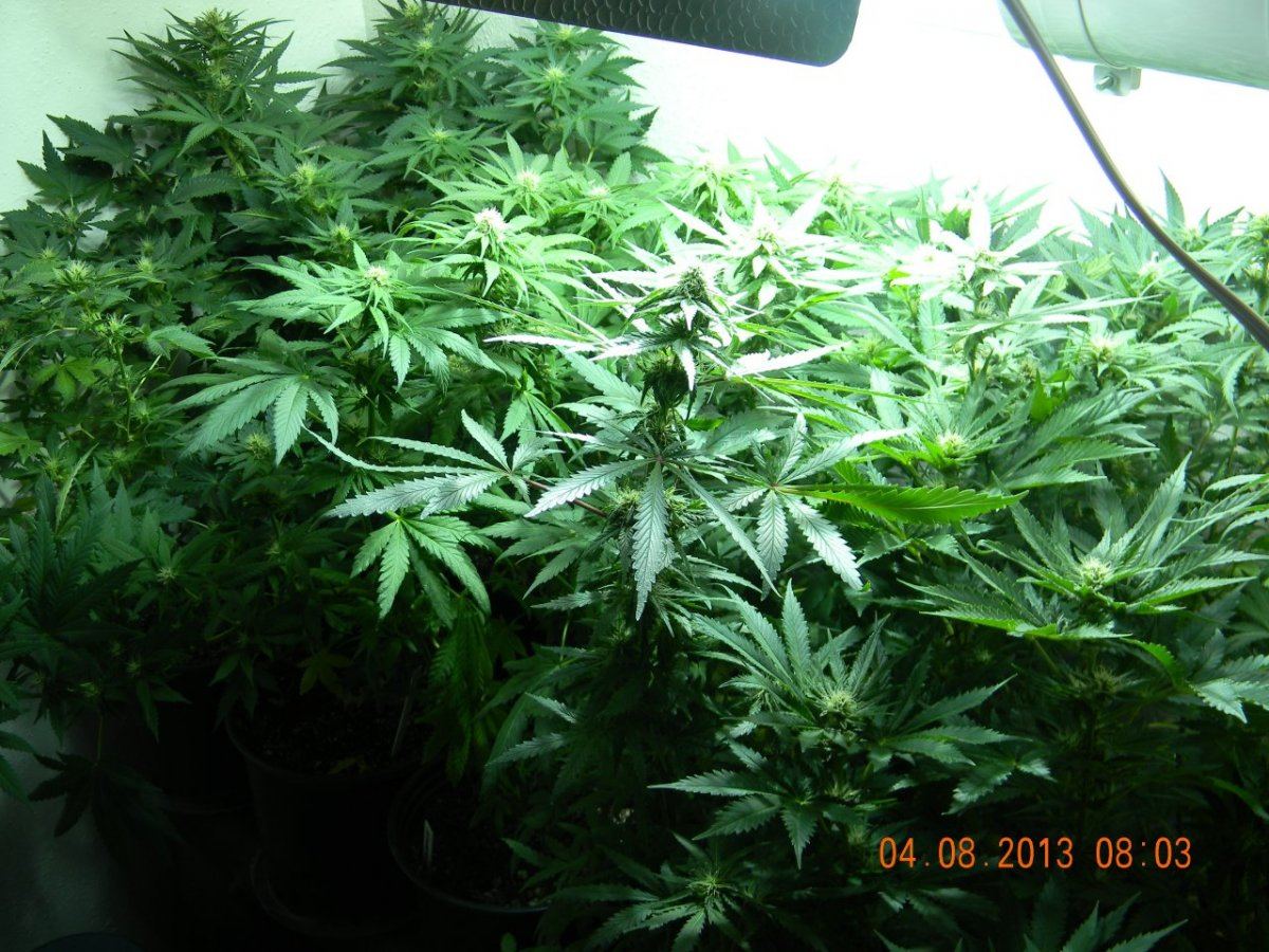 DSCN1407