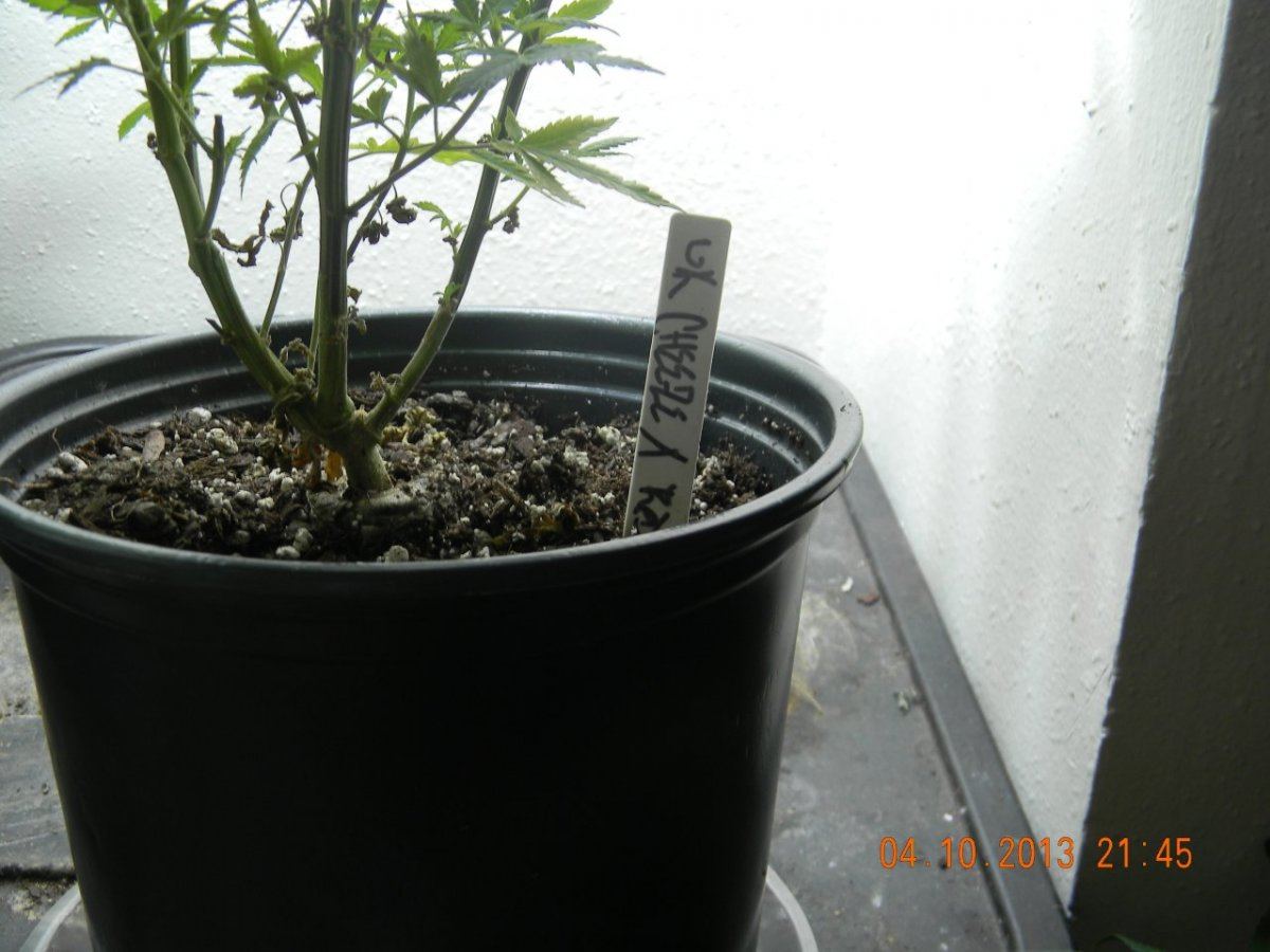 DSCN1413