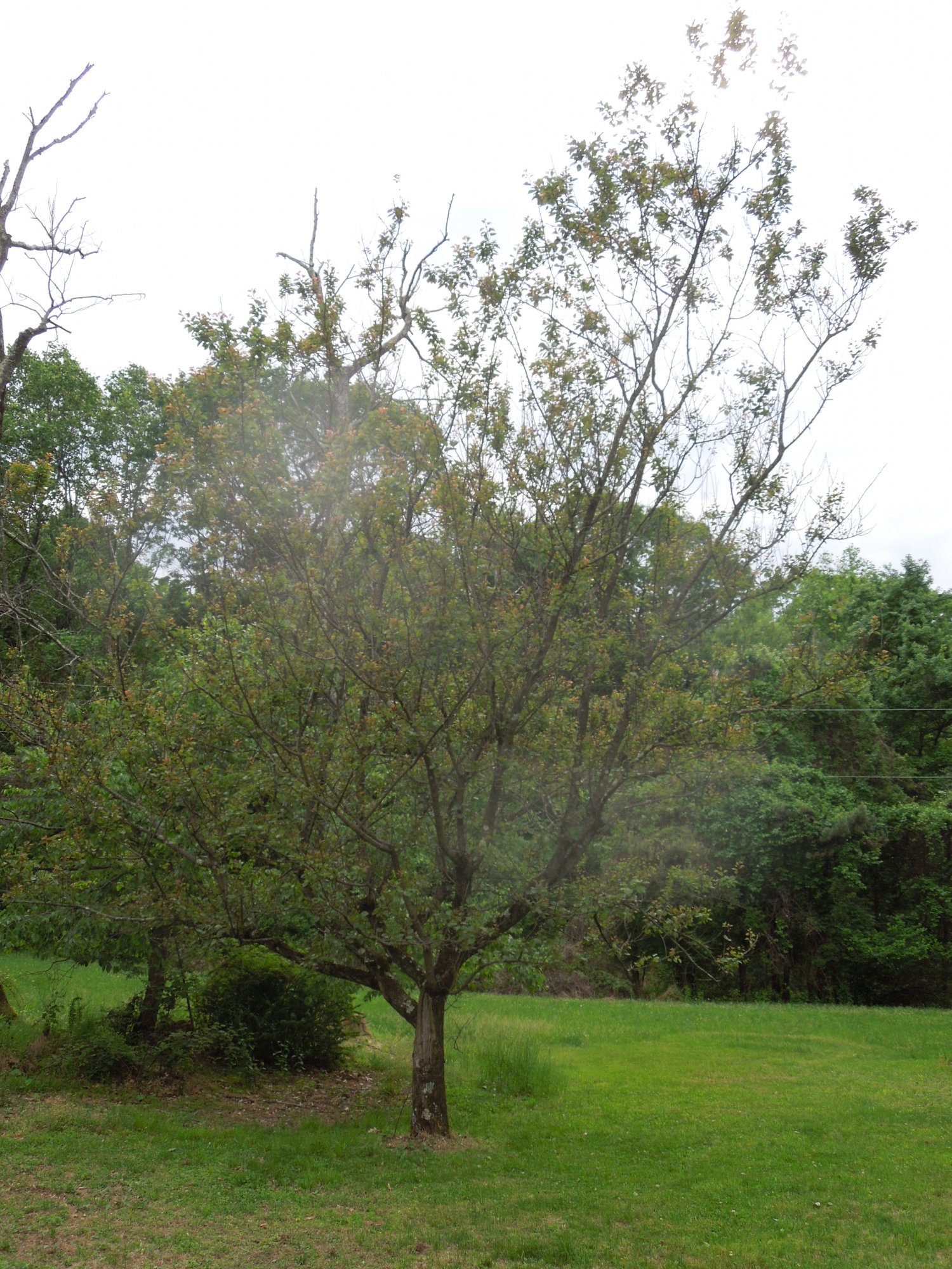 DSCN1414