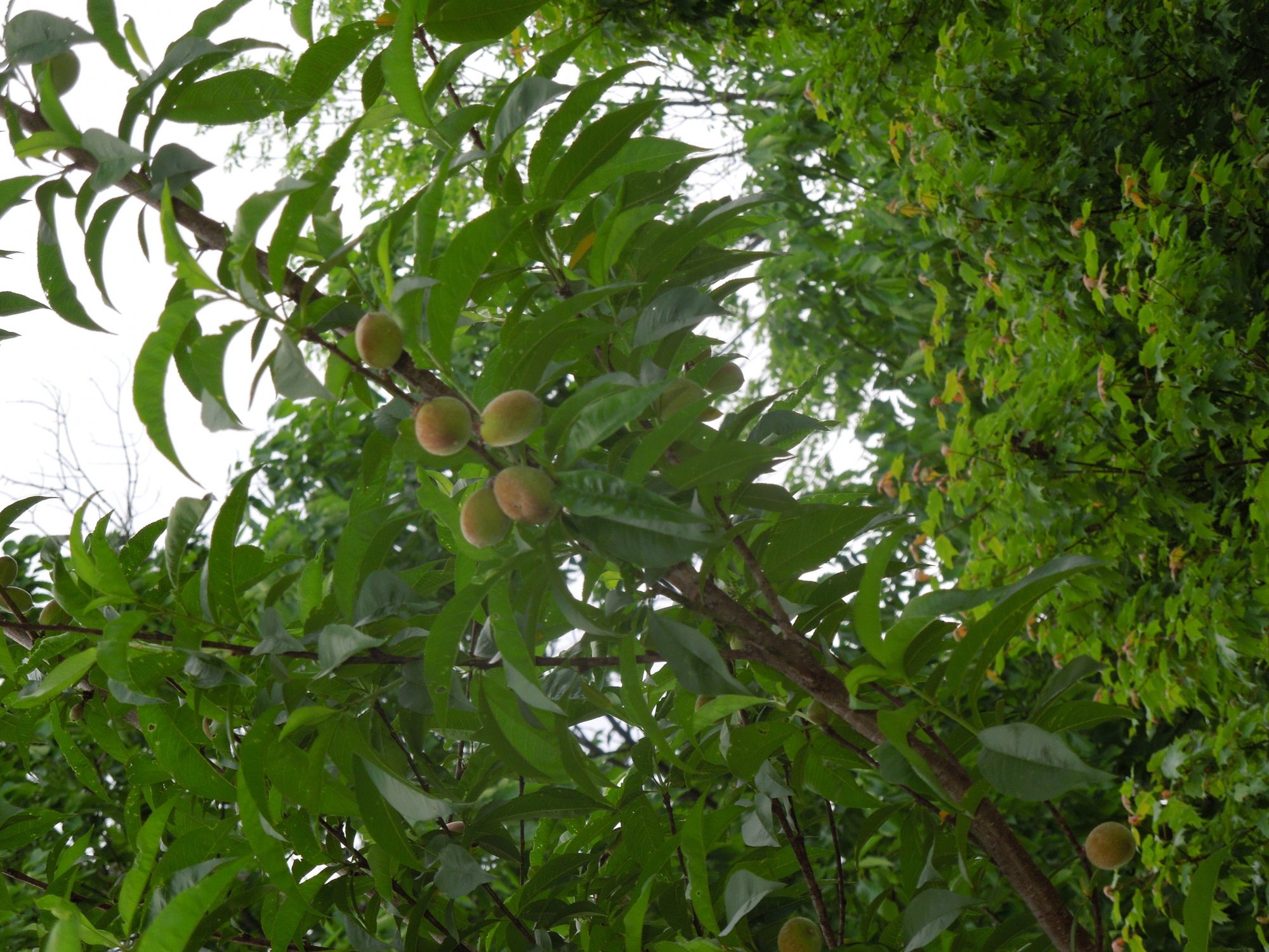 DSCN1416