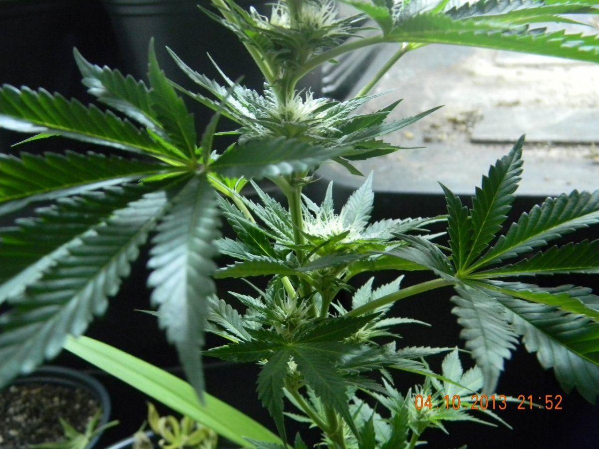 DSCN1419