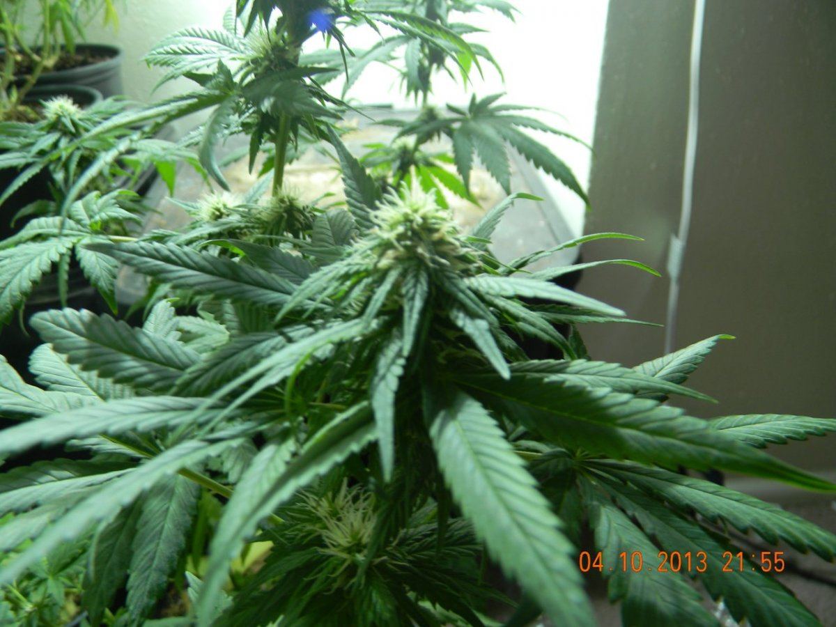 DSCN1423