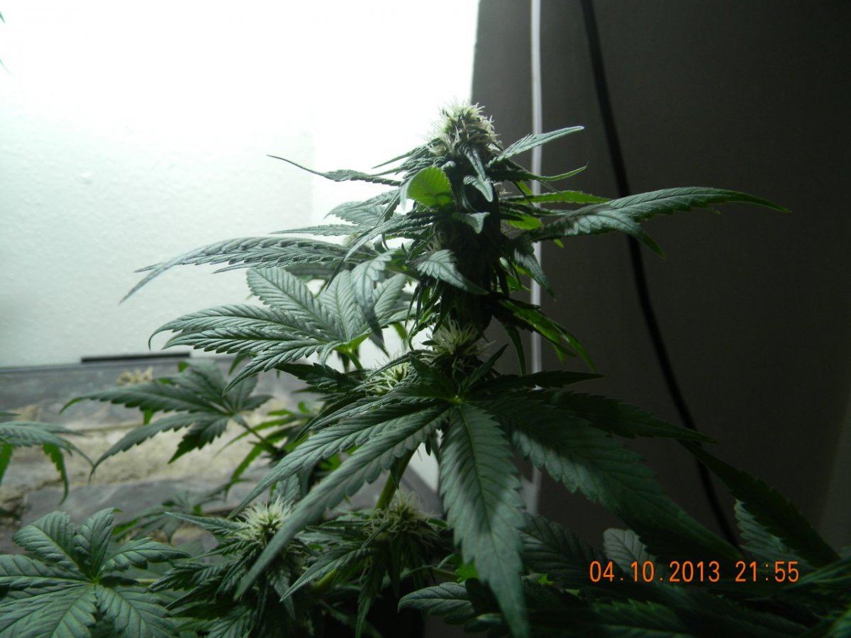 DSCN1424