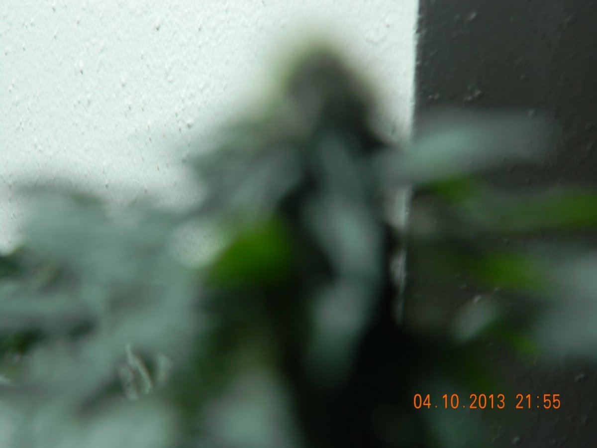 DSCN1425