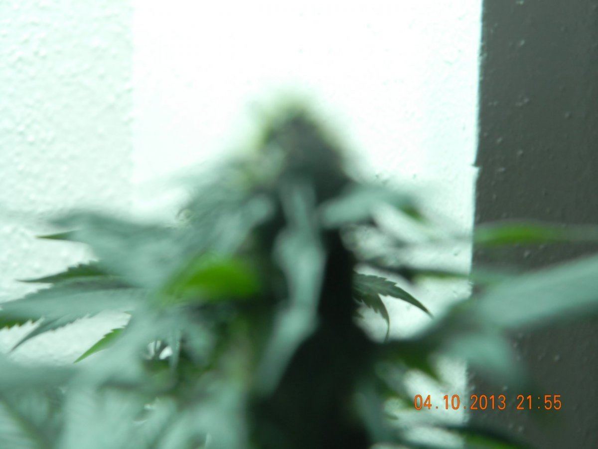 DSCN1426