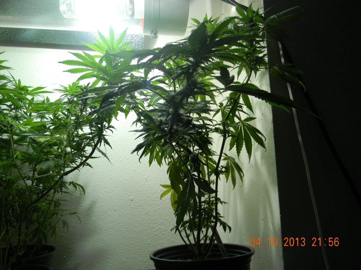 DSCN1427