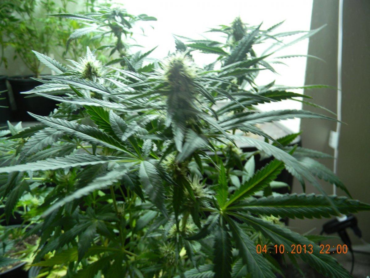 DSCN1429