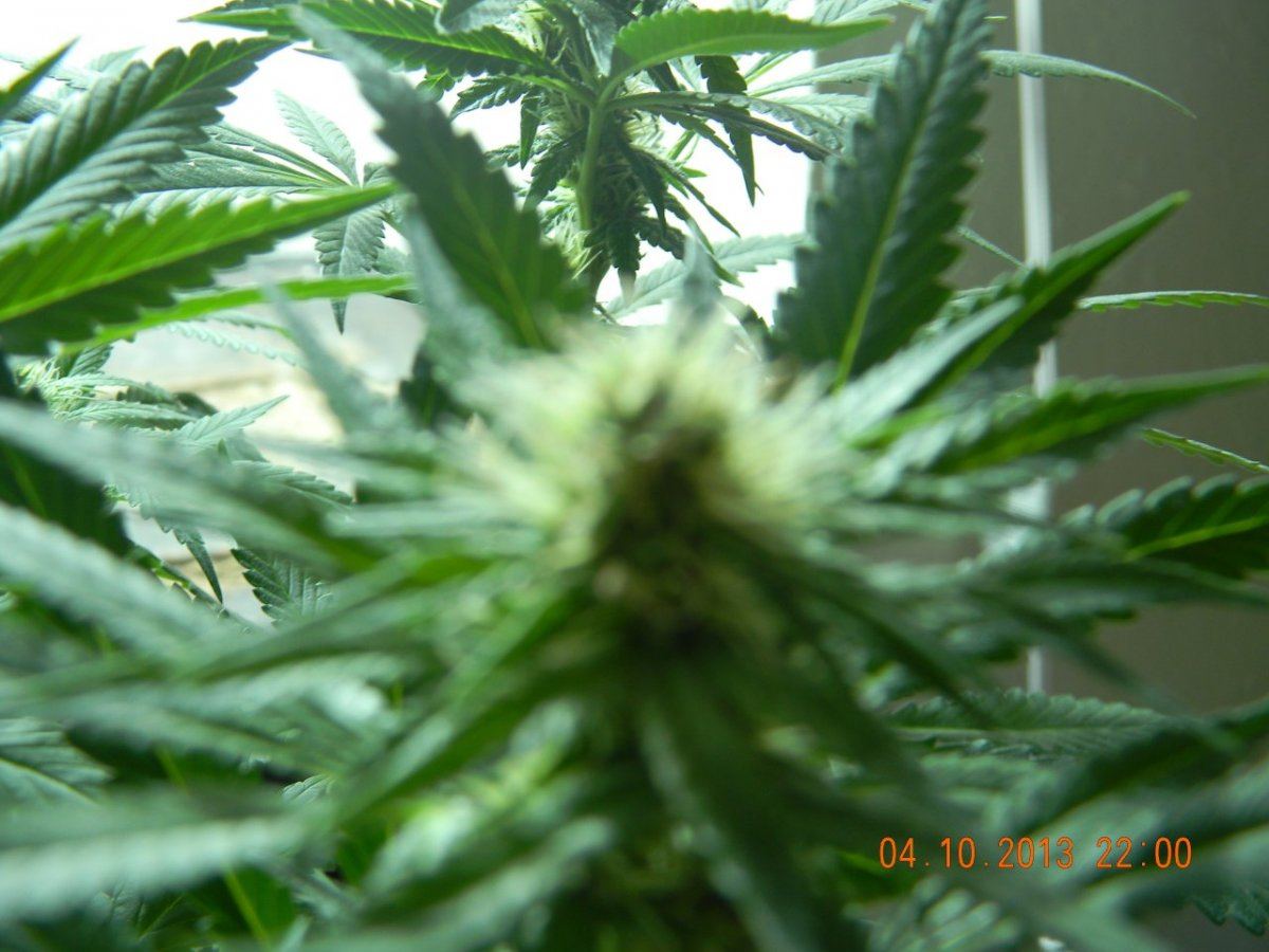 DSCN1431
