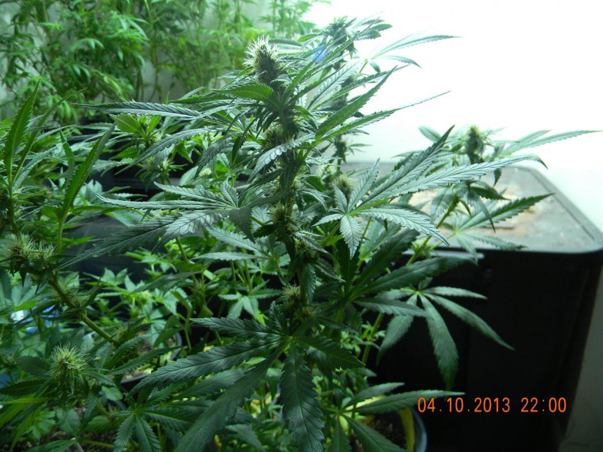 DSCN1432