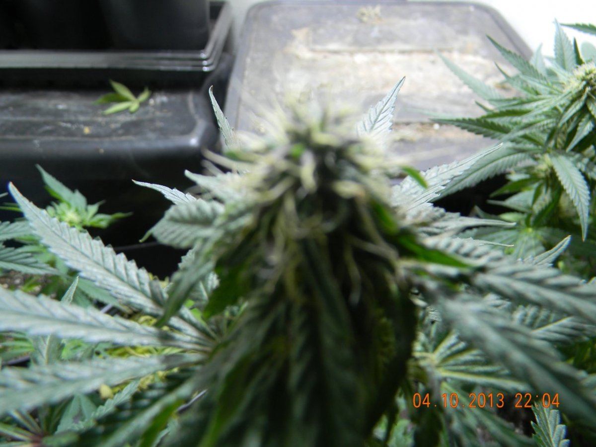 DSCN1435