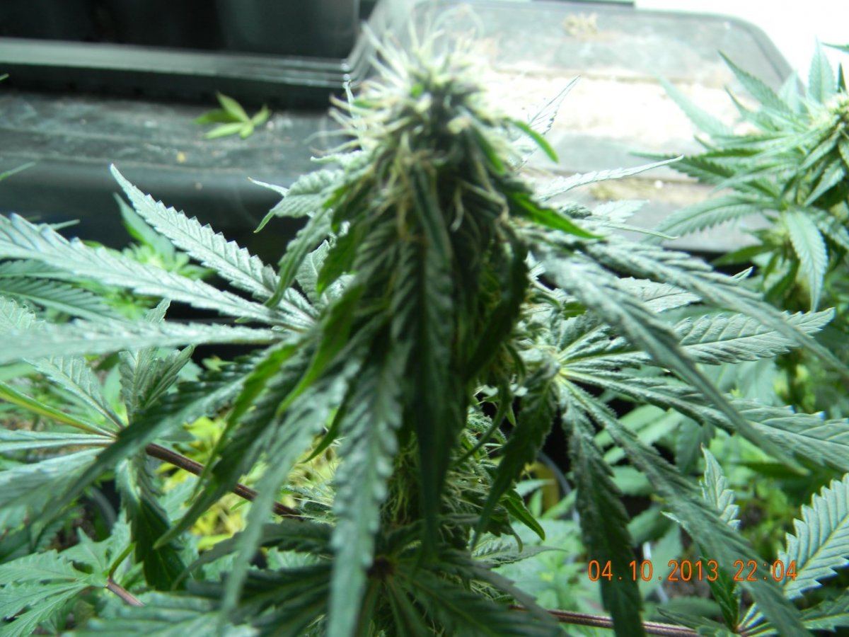 DSCN1437