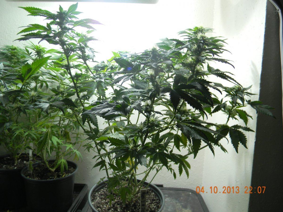 DSCN1440