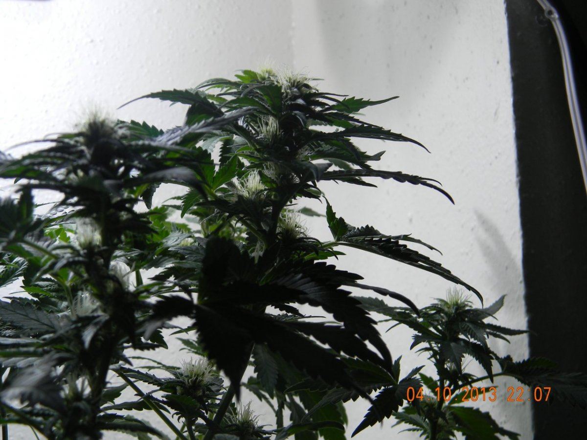 DSCN1442