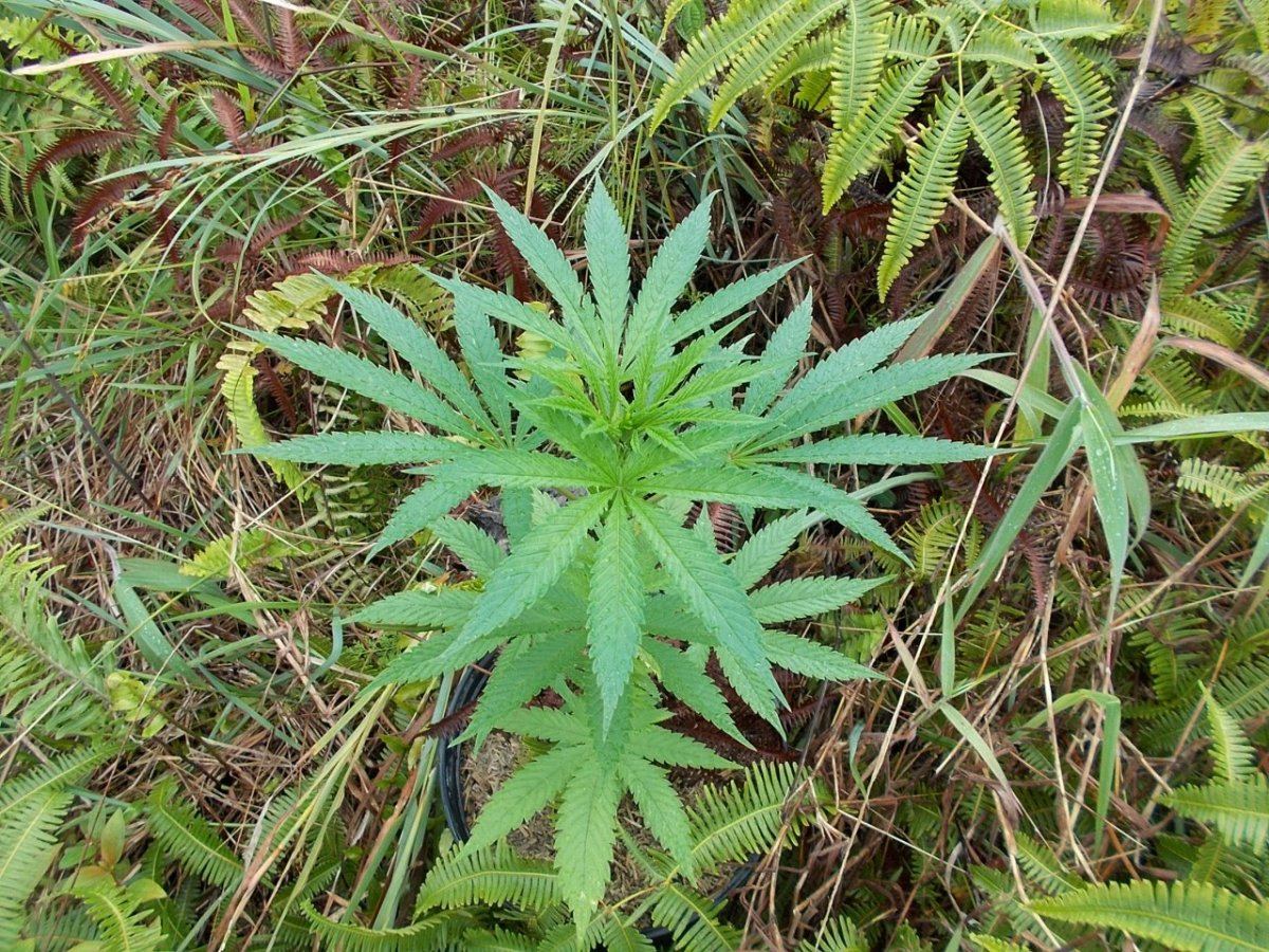 DSCN1455