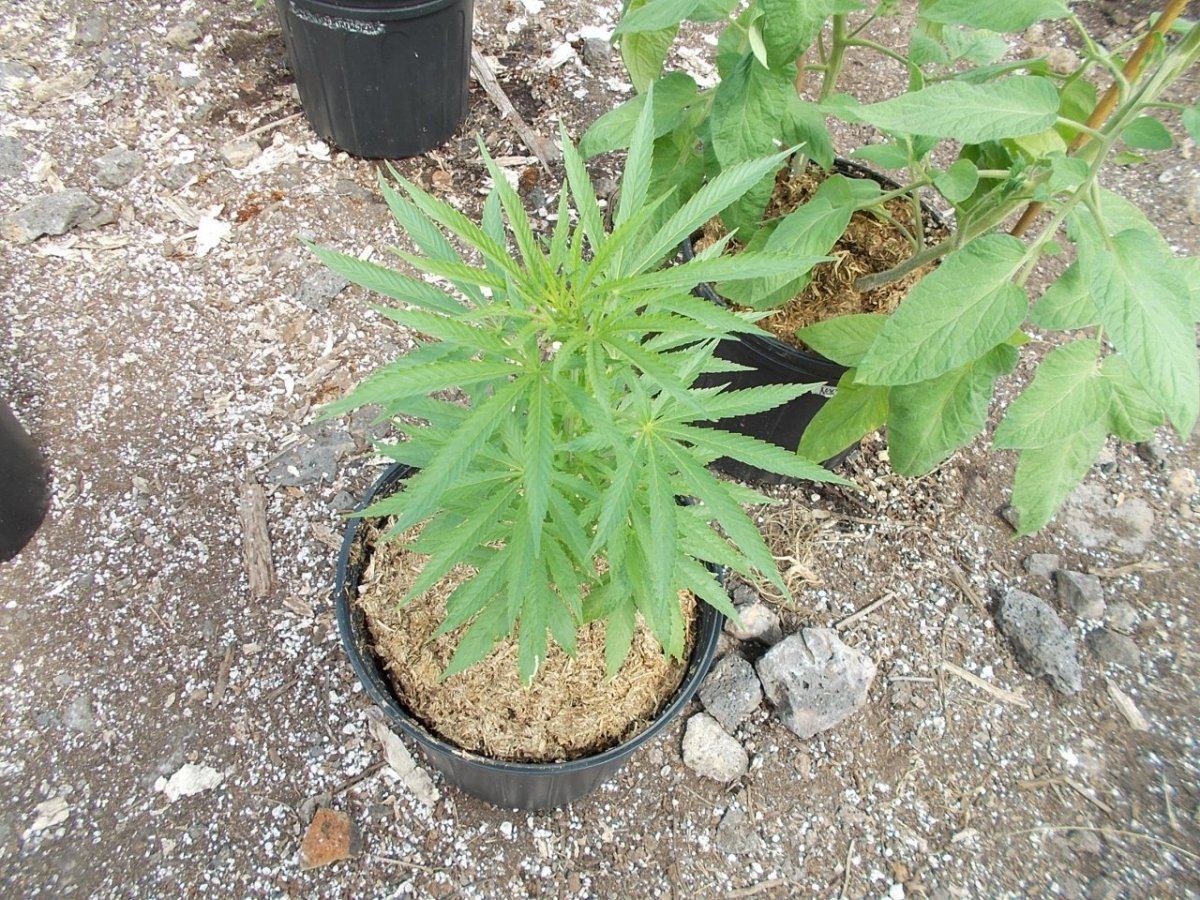 DSCN1464