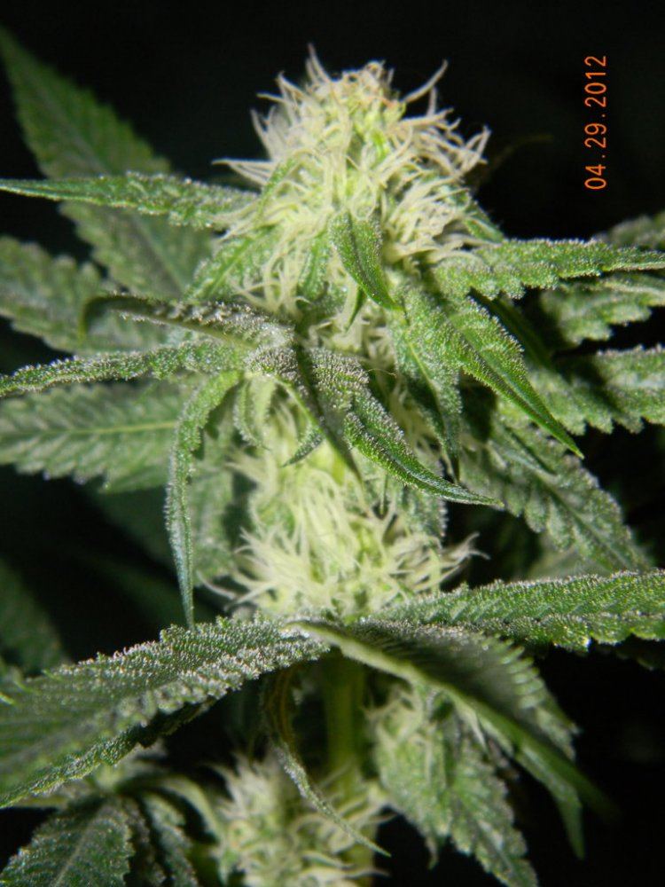 DSCN1475