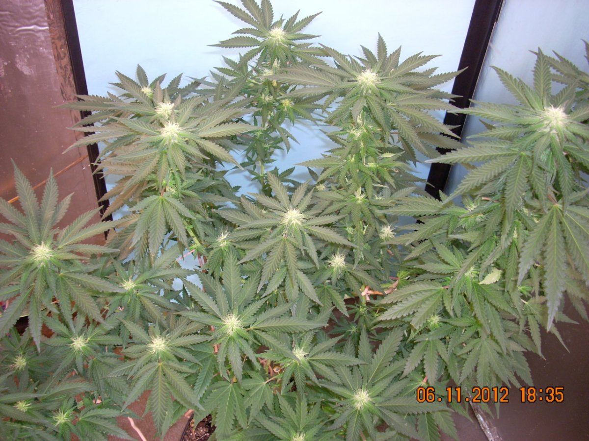 DSCN1595