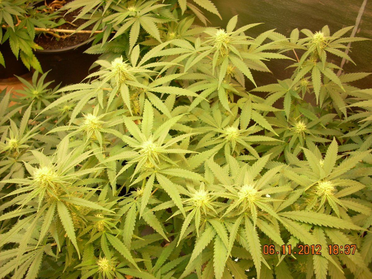 DSCN1602