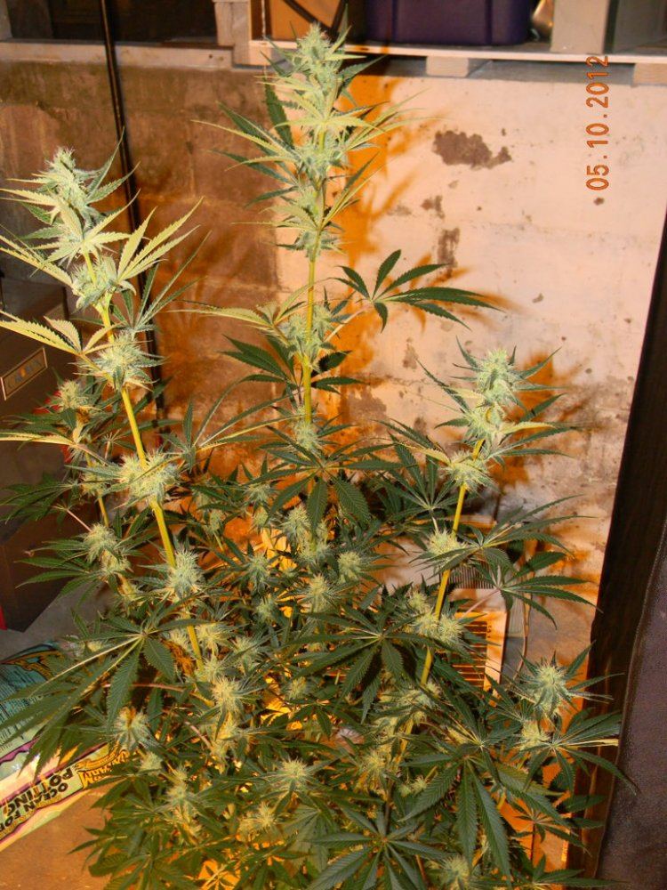 DSCN1733