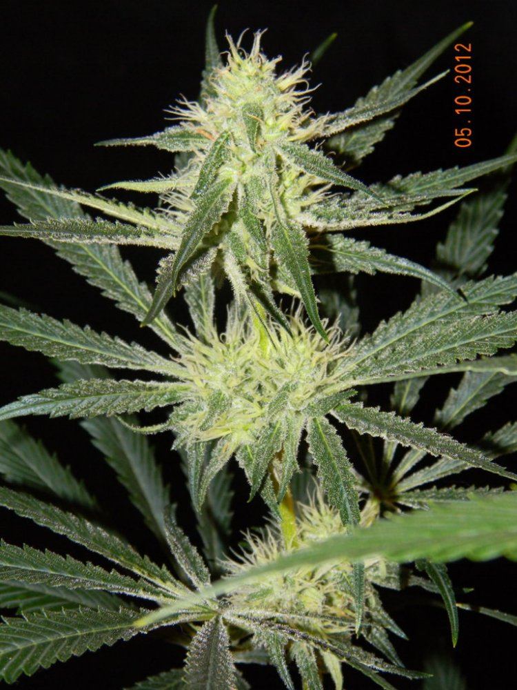 DSCN1755