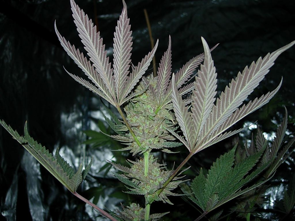 DSCN1797